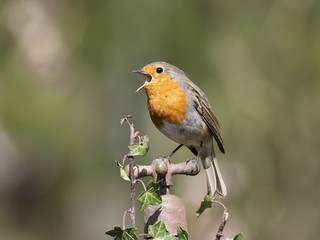 Robin, Erithacus rubecula