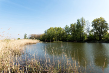 Fototapeta na wymiar Reed surrounding Lake at Millingen / Netherlands