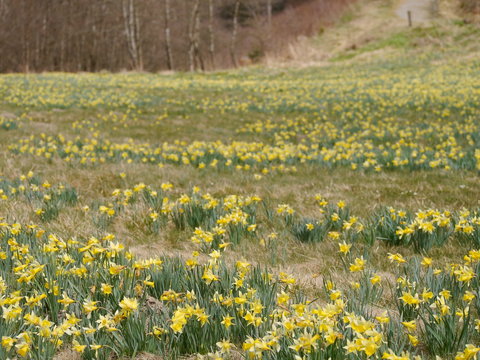 Eifel Perlenbachtal 6