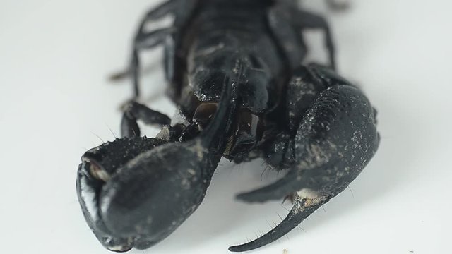 scorpion cleaning arm.