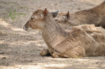 Fototapeta premium New deer lying in the sun and warm.