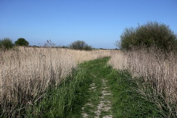 Stodmarsh National Nature Reserve