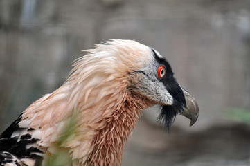 Animal close-up photography. Adult eagle portrait from the side.