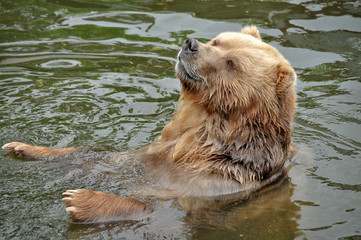 Fototapeta premium Animal close-up photography. Brown bear swimming in the water.