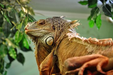 Iguana sits on a dry tree branch.