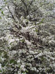 Beautiful flowering fruit- tree in springtime