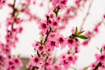 Spring flower branches blossoming