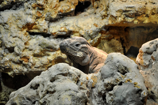 Animal close-up photography. Iguana hiding in stone.
