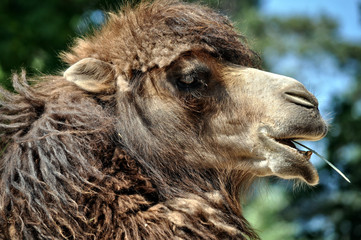 Camel with a straw in your mouth.