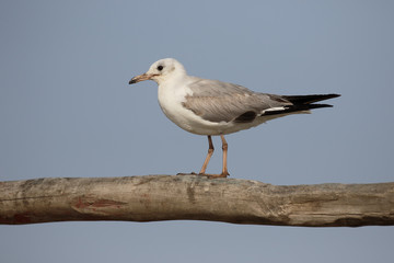 Black-headed gull, Chroicocephalus ridibundus