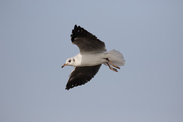 Black-headed gull, Chroicocephalus ridibundus