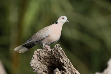 Mourning dove, Streptopelia decipiens