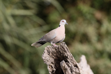 Mourning dove, Streptopelia decipiens