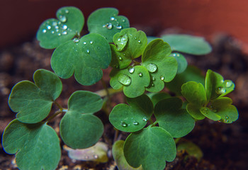 water drops on green leaves