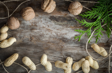 Walnuts on aged wood from a branch of the thuja