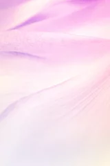 Photo sur Aluminium fleur de lotus sweet color flower petals in soft color and blur style for background