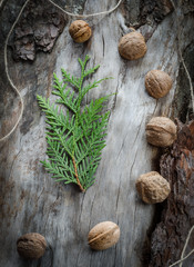 Walnuts on aged wood from a branch of the thuja