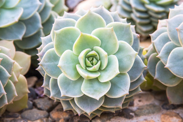 green cactus in the garden