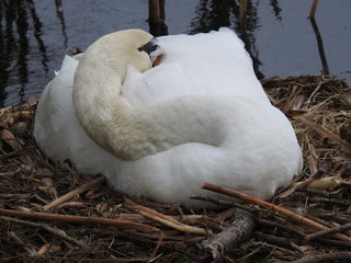Schlafender Schwan im Nest