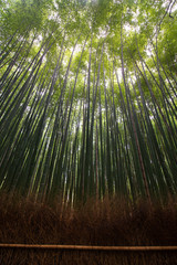 Bamboo forest Arashiyama city in Kyoto, Japan