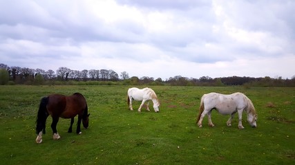 Wild horses in Dutch landscape