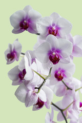 Fototapeta na wymiar Beautiful rose and white orchid.