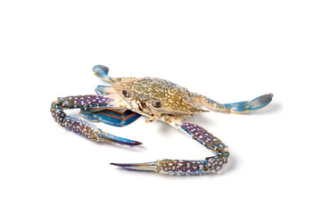 horse crab on isolate