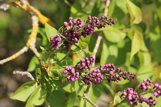 Der Fr&uuml;&uuml;hling erwacht