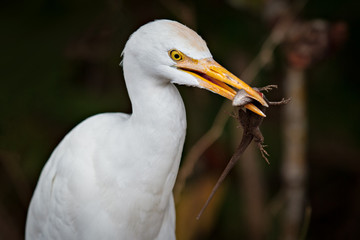 White Egret Eating Lunch