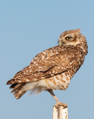 Burrowing Owls in Colorado