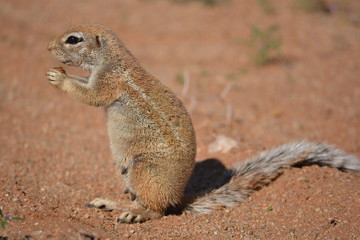 S&uuml;&szlig;e Eichh&ouml;rnchen-Dame