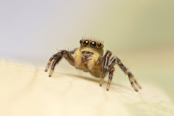 A beautiful spider