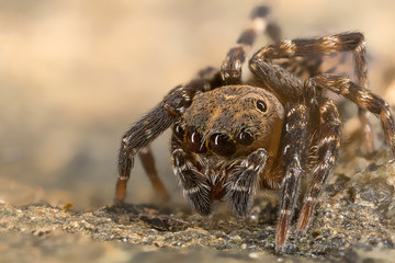 A beautiful spider