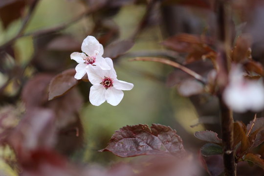 Der Fr&uuml;&uuml;hling erwacht