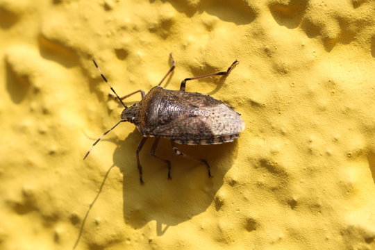 Der Fr&uuml;&uuml;hling erwacht