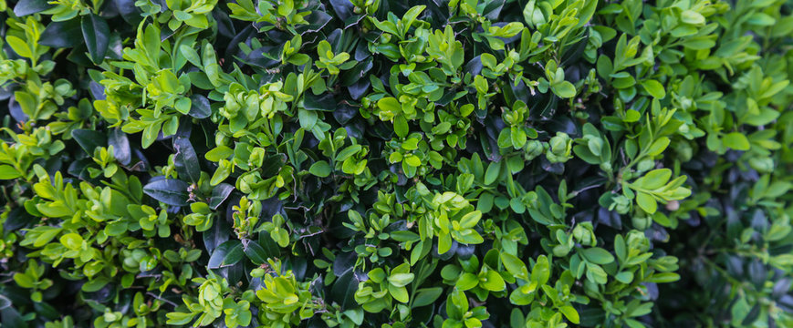 Buchsbaumhecke