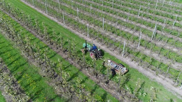 Aerial of farmer on tractor driving over fruit orchard top down view showing many fruit trees pear apple cherry with early white blossom on crowns of trees beautiful view of fruit production farm 4k