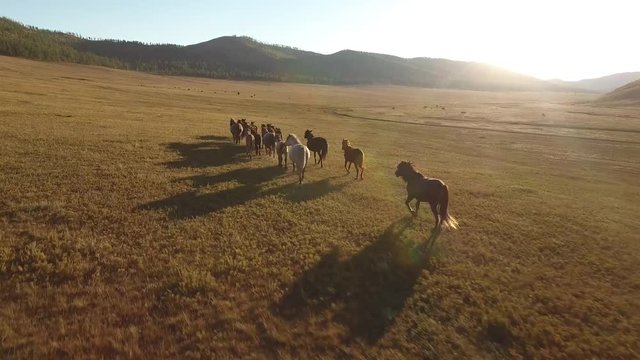 Nomad wild horses at sunset. North Mongolia colorful picturesque unique landscape. Beautiful autumn nature. Yellow green fields and high mountains. Aerial helicopter cinematic flight.