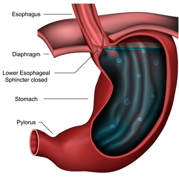 Healthy stomach and esophageal sphincter with description in english, vector illustration