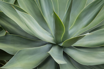 Green agave