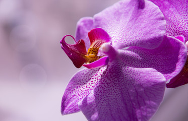 Orchid flower close-up, lilac bud as if lying on its side, beautiful bokeh effect
