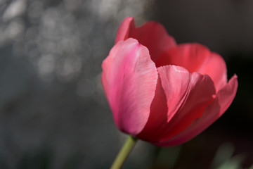 pink tulip flower closeup