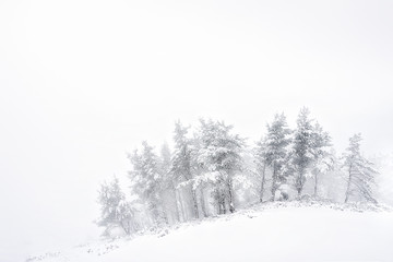 winter landscape with snowy trees and blizzard