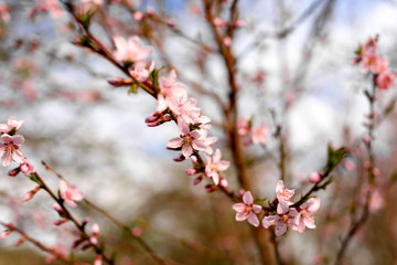 peach tree in bloom with the house in the distance/spring/bloom/update