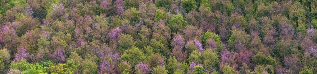 Deciduous forest, Panorama of colorful trees