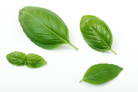 Fresh Basil Leafs Isolated on White. Top View.