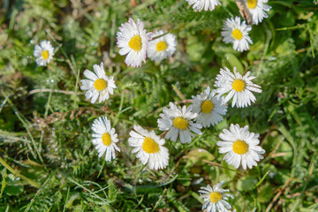 Margeriten im Feld im Sommer