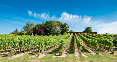 Fototapeta na wymiar Beautiful rows of grapes before harvesting