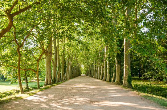 Tree alley, France