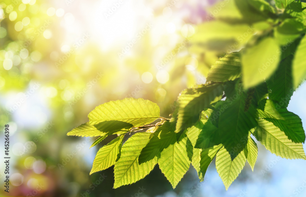 Poster green leaves on a branch with the sun in the background, shallow focus for pleasant bokeh and copy s